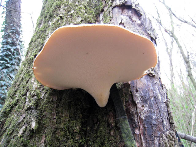 Il Risveglio dei Funghi .... in Brianza